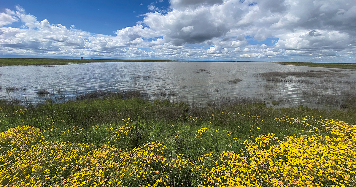 Image from Ryan Sabalow.jpg